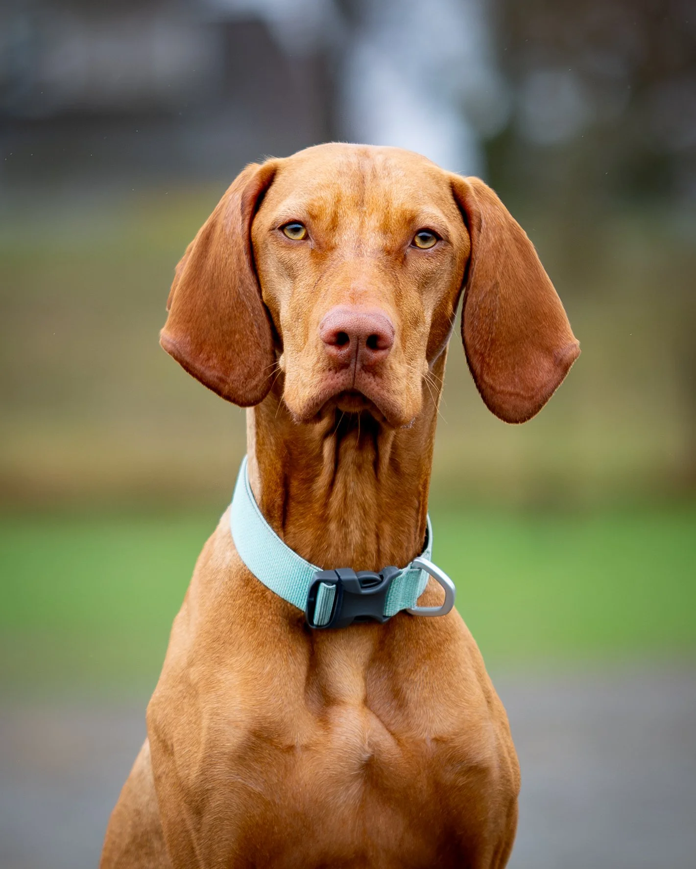 Portfolio | Capture Pet Moments Today — West Oak Dog Photography